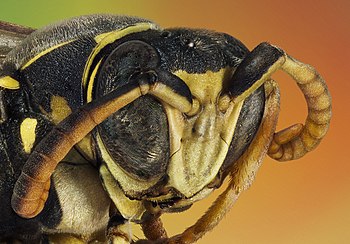 Portrait of a wasp.jpg