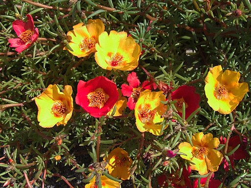 Portulaca grandiflora a1