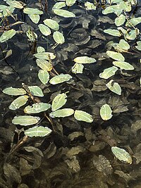 Potamogeton amplifolius NRCS-3.jpg