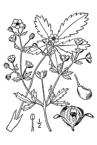 File:Potentilla intermedia BB-1913.jpg