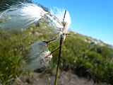 Català: Tossa Plana de Lles-Puigpedrós (Cerdanya, Alt Urgell) (Lles de Cerdanya, les Valls de Valira, Meranges i altres). Fotos preses en una excursió del refugi de Malniu als estanys de Malniu i Mal. This is a a photo of a natural area in Catalonia, Spain, with id: ES510205 Object location 42° 27′ 00″ N, 1° 42′ 00″ E  View all coordinates using: OpenStreetMap