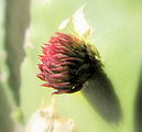 Prickly pear leaf bud.JPG