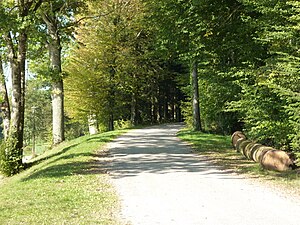 Дорога в лесу вокруг озера Рьоз