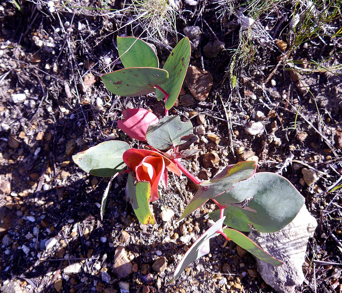 Protea cordata