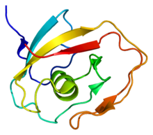 Протеин COCH PDB 1jbi.png