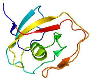 <span class="mw-page-title-main">Cochlin</span> Protein highly abundant in the cochlea and vestibule of the inner ear