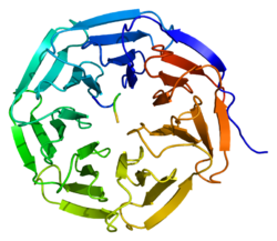 Белок WDR5 PDB 2cnx.png