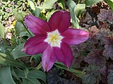 Průhonice - Dendrologická zahrada, tulipán
