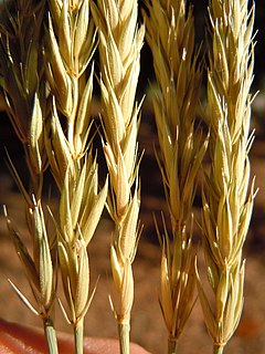 <i>Psathyrostachys juncea</i> Species of grass