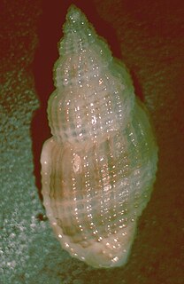 <i>Pseudodaphnella</i> genus of Gastropoda