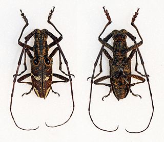 <i>Pseudoechthistatus</i> Genus of beetles