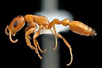 Thumbnail for Pseudomyrmex apache