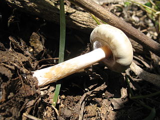 <i>Psilocybe villarrealiae</i> species of fungus