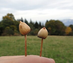 Beskrivelse av bildet Psilocybe Semilanceata of respectful people.jpg.