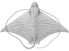 Оригинальное изображение Myliobatis asperrimus