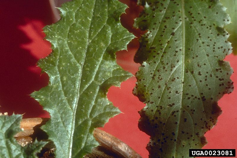 File:Puccinia carduorum Jacky 0023081.jpg