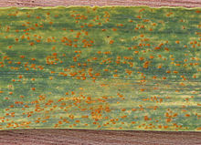 Puccinia recondita f.sp. tritici on Triticum aestivum, Bruine roest op gewone tarwe.jpg