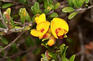 <i>Pultenaea tarik</i> Species of flowering plant