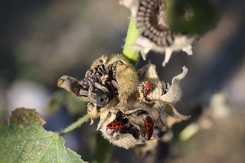 File:Punaises rouges (Pyrrhocoris apterus) sur une rose trémière (6).JPG