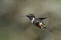 * Nomination Purple-throated woodstar (Philodice mitchellii) male --Charlesjsharp 08:29, 23 September 2023 (UTC) * Promotion  Support Good quality. --Poco a poco 09:09, 23 September 2023 (UTC)