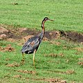 * Nomination Purple heron (Ardea purpurea), right side and back, Kabini Reservoir, Nagarhole --Tagooty 00:52, 7 May 2022 (UTC) * Promotion  Support Good quality -- Johann Jaritz 02:29, 7 May 2022 (UTC)