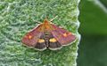 Pyrausta aurata