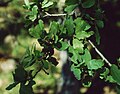 Quercus douglasii 1.jpg