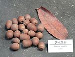 Quercus variabilis - Osaka Museum of Natural History - DSC07730.JPG