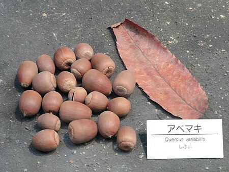 Tập tin:Quercus variabilis - Osaka Museum of Natural History - DSC07730.JPG