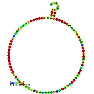 <span class="mw-page-title-main">Small nucleolar RNA SNORD35</span>