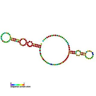 Small nucleolar RNA psi18S-1377