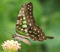 Tailed Jay UN