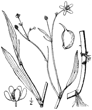 <i>Ranunculus ambigens</i> Species of buttercup