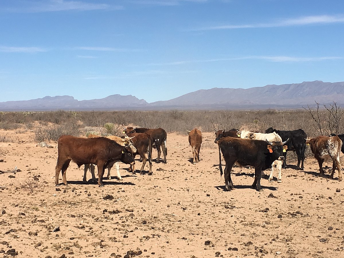 Raramuri Criollo cattle - Wikipedia1200 x 900