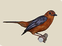 Robin-chat, Red-capped Cossypha natalensis