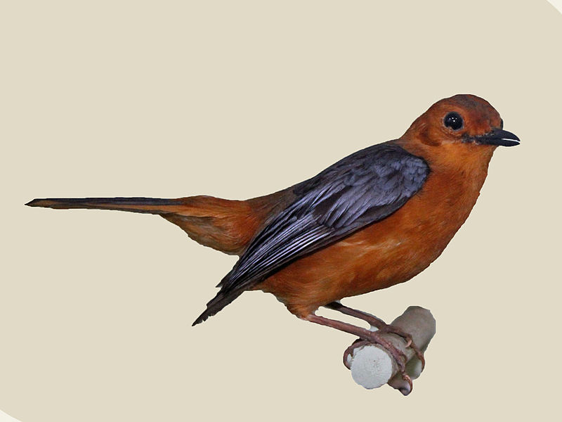 File:Red-capped Robin-Chat specimen RWD.jpg