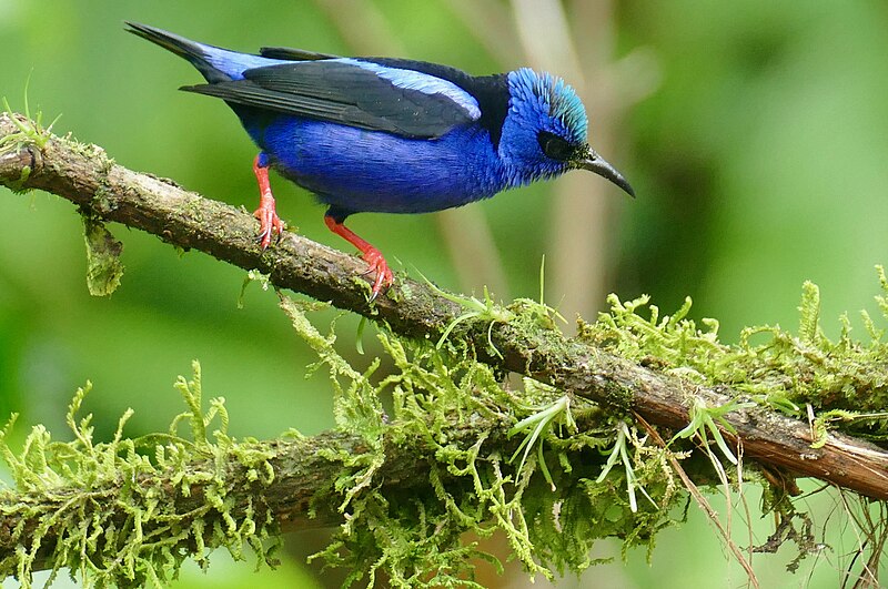 File:Red-legged Honeycreeper (Cyanerpes cyaneus) male ... (52399175137).jpg