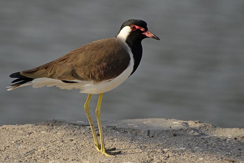 File:Red-wattled Lapwing from Jamnagar JEG9304.jpg