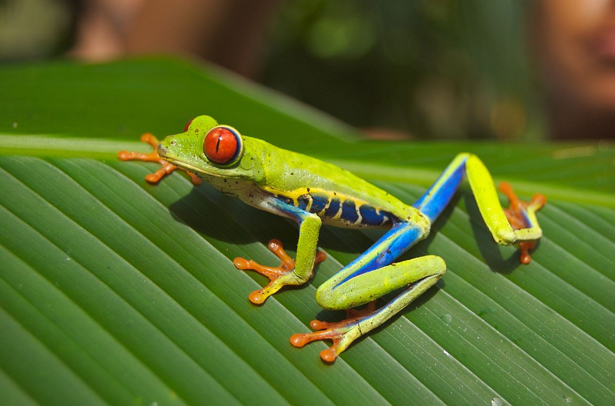 1200px-Red_eyed_tree_frog.jpg