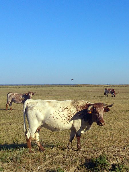 File:Rede Natura 2000 - Sítio do Estuário do Tejo 06, cropped.jpg