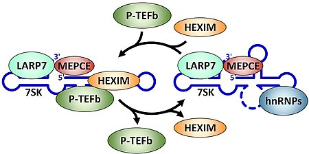 Figure 3. Reversible association of P-TEFb with the 7SK snRNP. P-TEFb is released from the 7SK snRNP by Brd4 or HIV Tat. HEXIM is ejected and the two proteins are replaced by hrRNPs. The reverse of this process requires other unknown factors. Regulation of P-TEFb by the 7SK snRNP.jpg