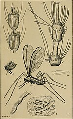 Thumbnail for File:Report on the injurious and other insects of the State of New York (1882) (14598008140).jpg