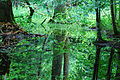 Rezerwat ochrony scisłej Białowieskiego Parku Narodowego Category:Białowieski National Park Category:Terrestrial ecosystems Category:Primeval forest