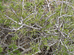 Rhamnus lycioides (Rhamnaceae)