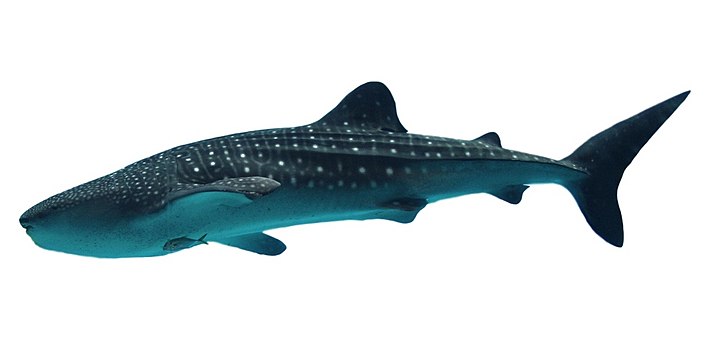 The largest extant fish, the whale shark, is now a vulnerable species