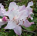 Rhododendron formosum