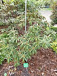 Rhododendron iodes - University of Copenhagen Botanical Garden - DSC07550.JPG
