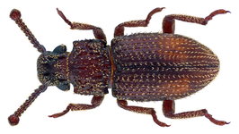 Rhopalocerus papuanus