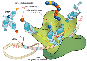 Rna: Historie výzkumu RNA, Stavba, Funkce