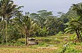* Nomination Rice fields in Ungaran, Indonesia Crisco 1492 03:36, 18 March 2017 (UTC) * Promotion Good quality. -- Johann Jaritz 05:06, 18 March 2017 (UTC)